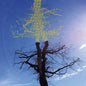 Sadier, Laetitia/Rooting For Love [LP]